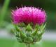 Herbal Remedies For Psoriasis